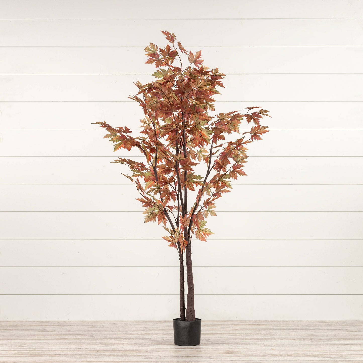 5' Fall Maple Leaf Tree