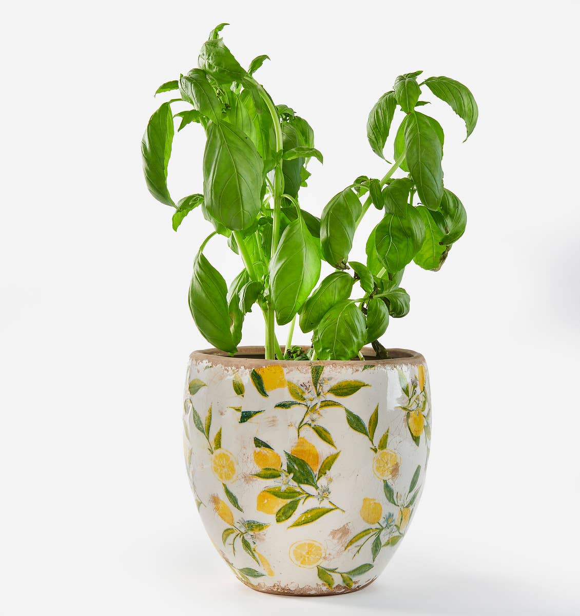 Ceramic Planter w/Lemon,Lg