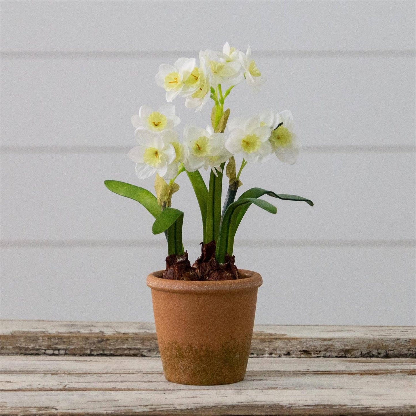 Narcissus In Terracotta Pot