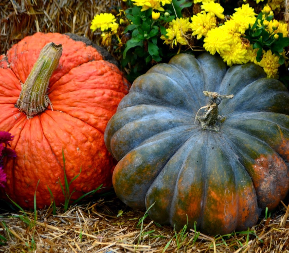 The Harvest Bundle