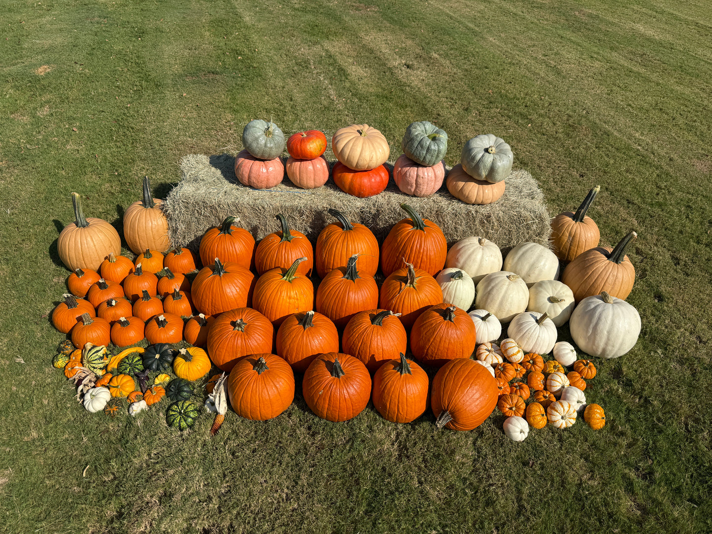 The Great Pumpkin