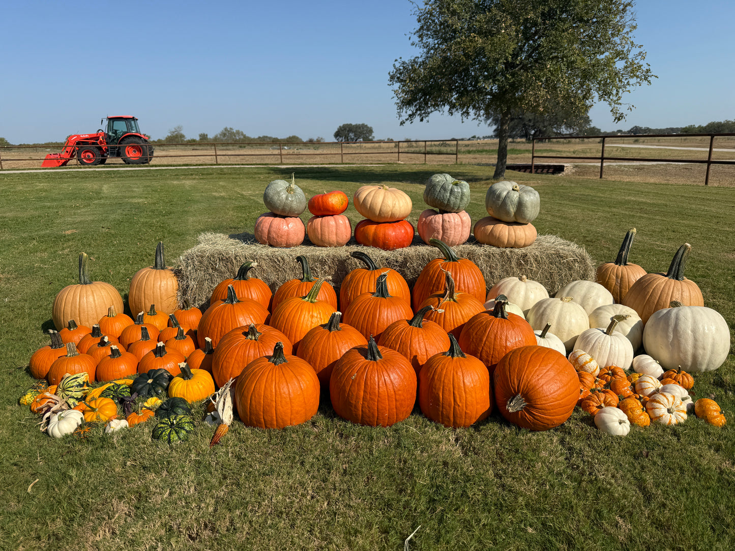 The Great Pumpkin