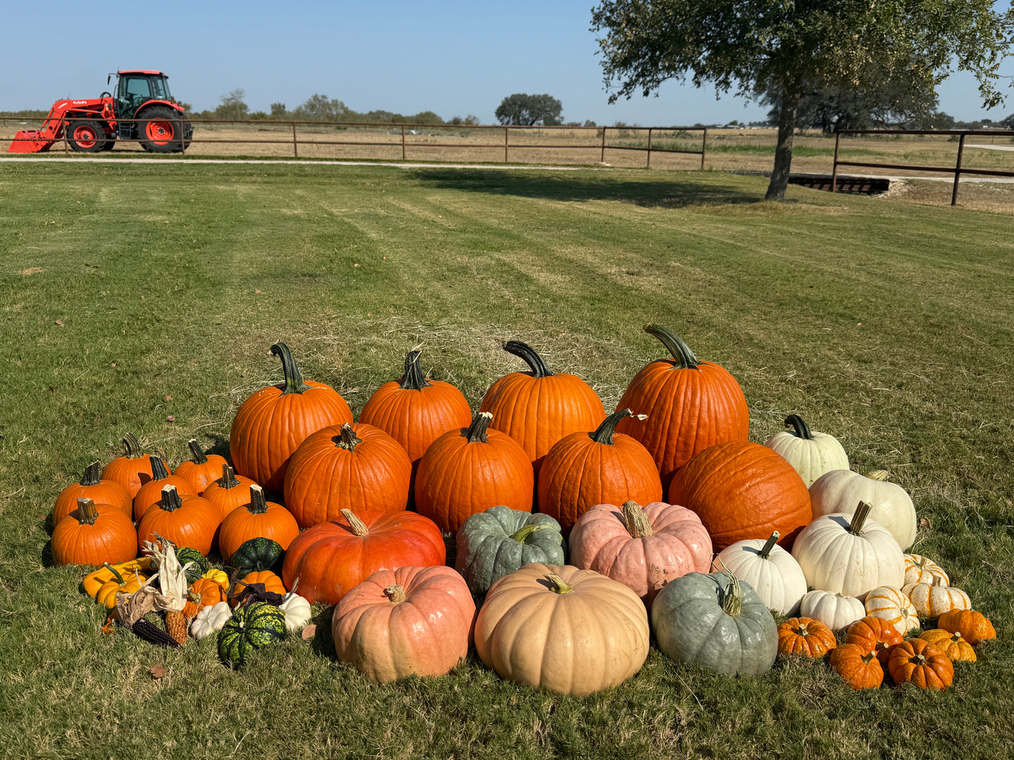 The Little Gourd