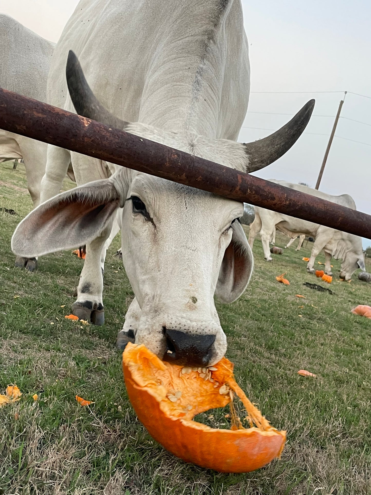 After Halloween Pumpkin Removal | Week of November 2