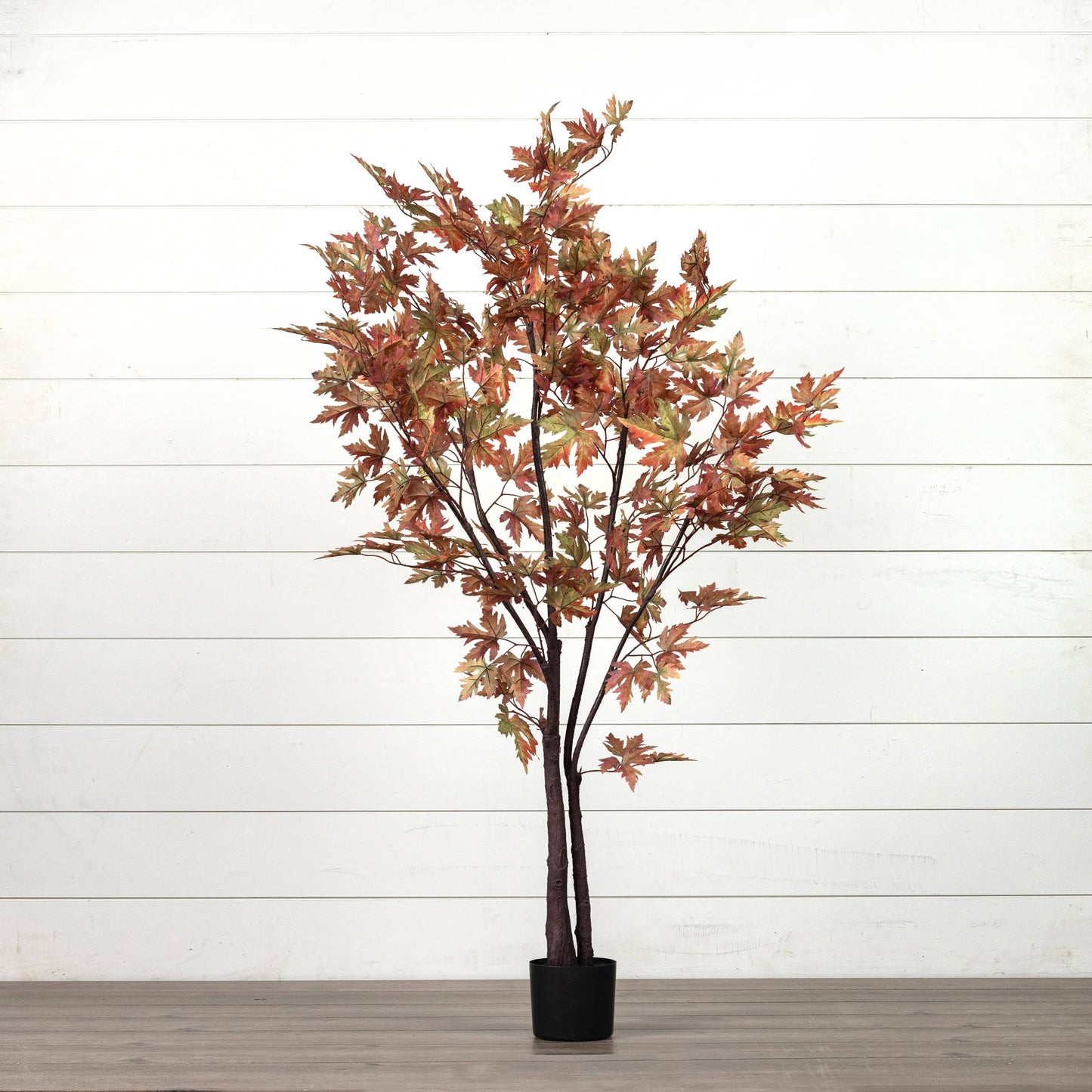 5' Fall Maple Leaf Tree