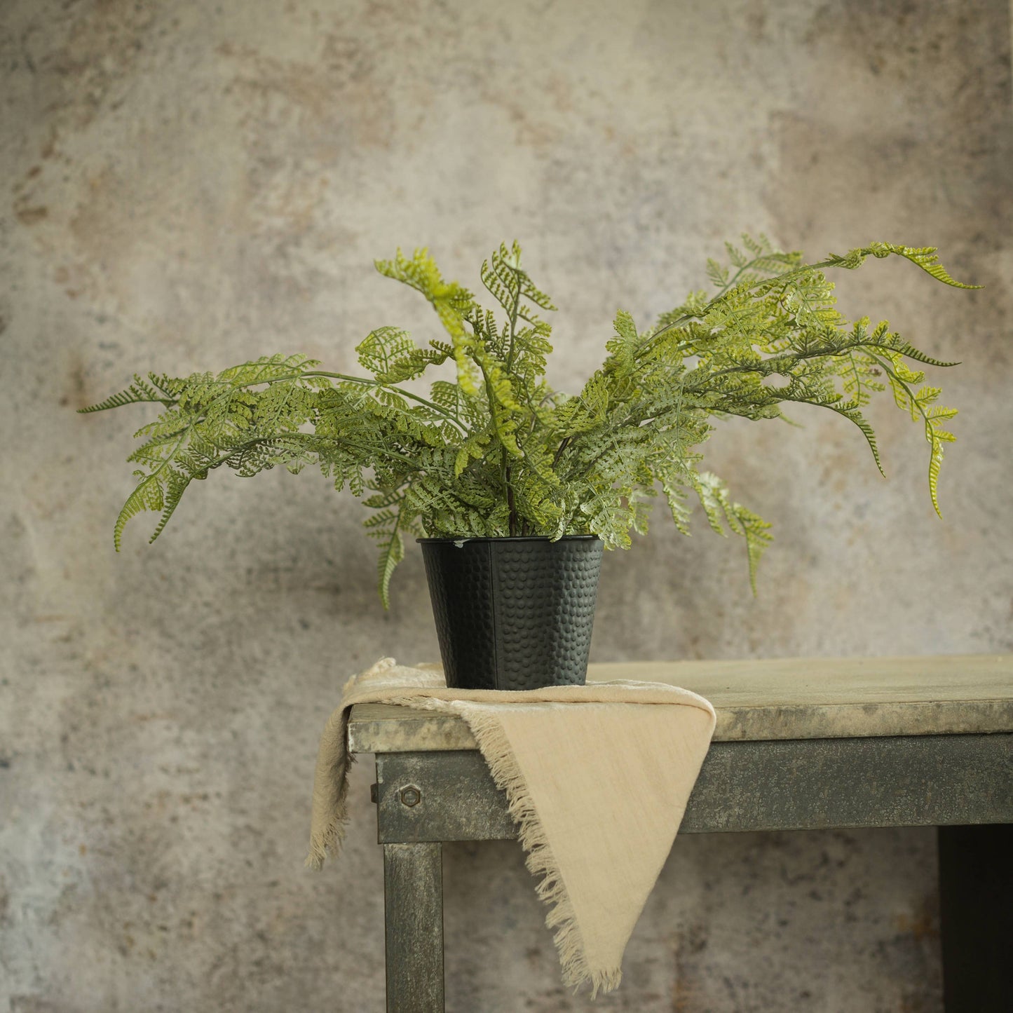 19" Potted Lace Fern