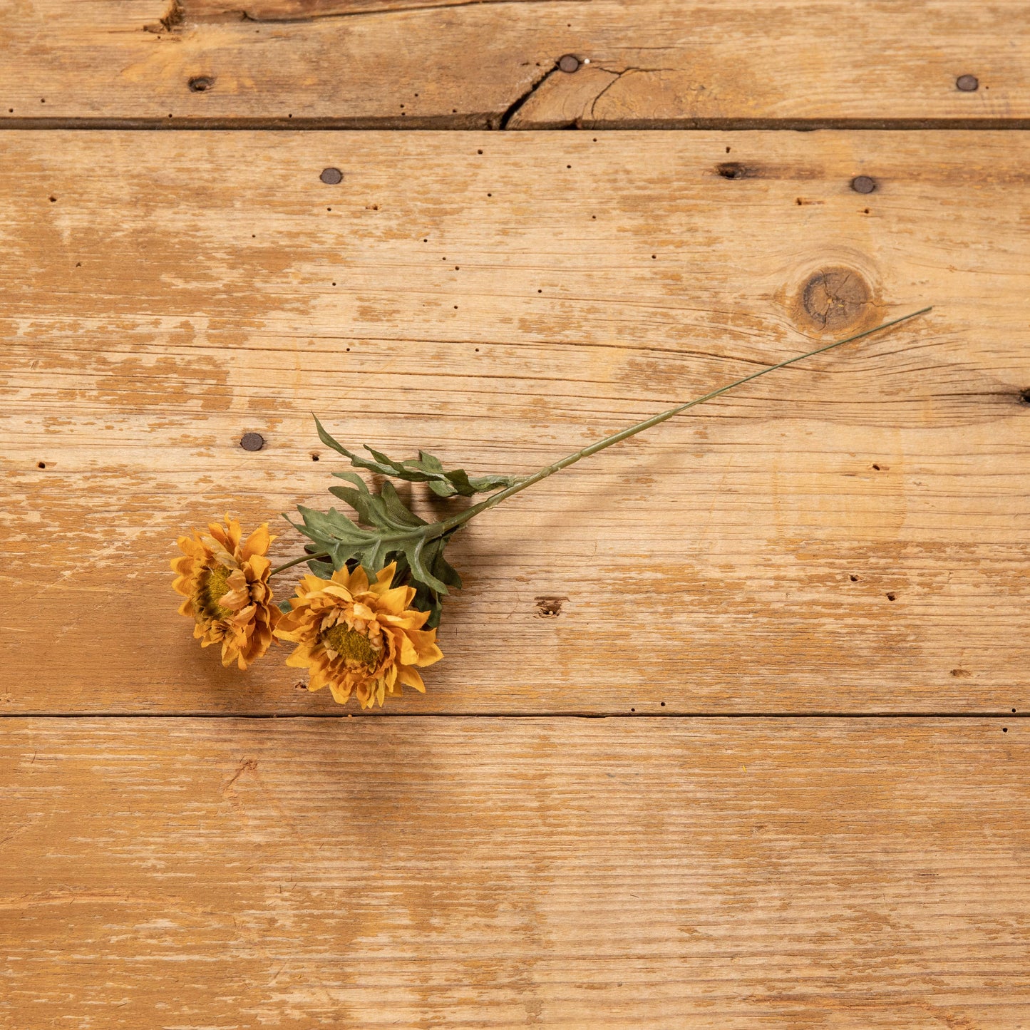 10.5" Golden Yellow Strawflower Pick