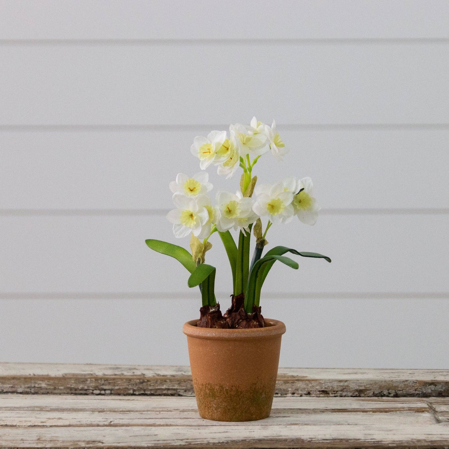 Narcissus In Terracotta Pot