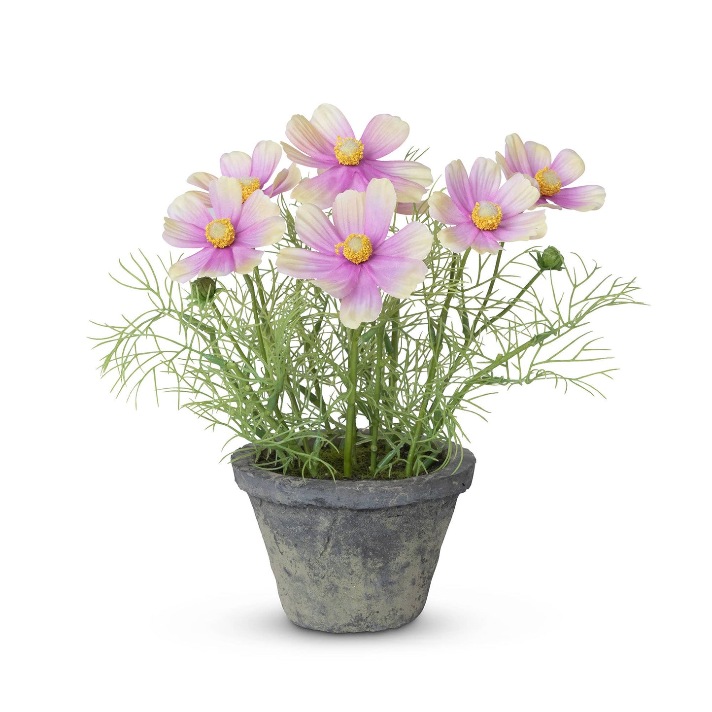 Cosmos Plant in Terra Cotta Pot, Light Mauve