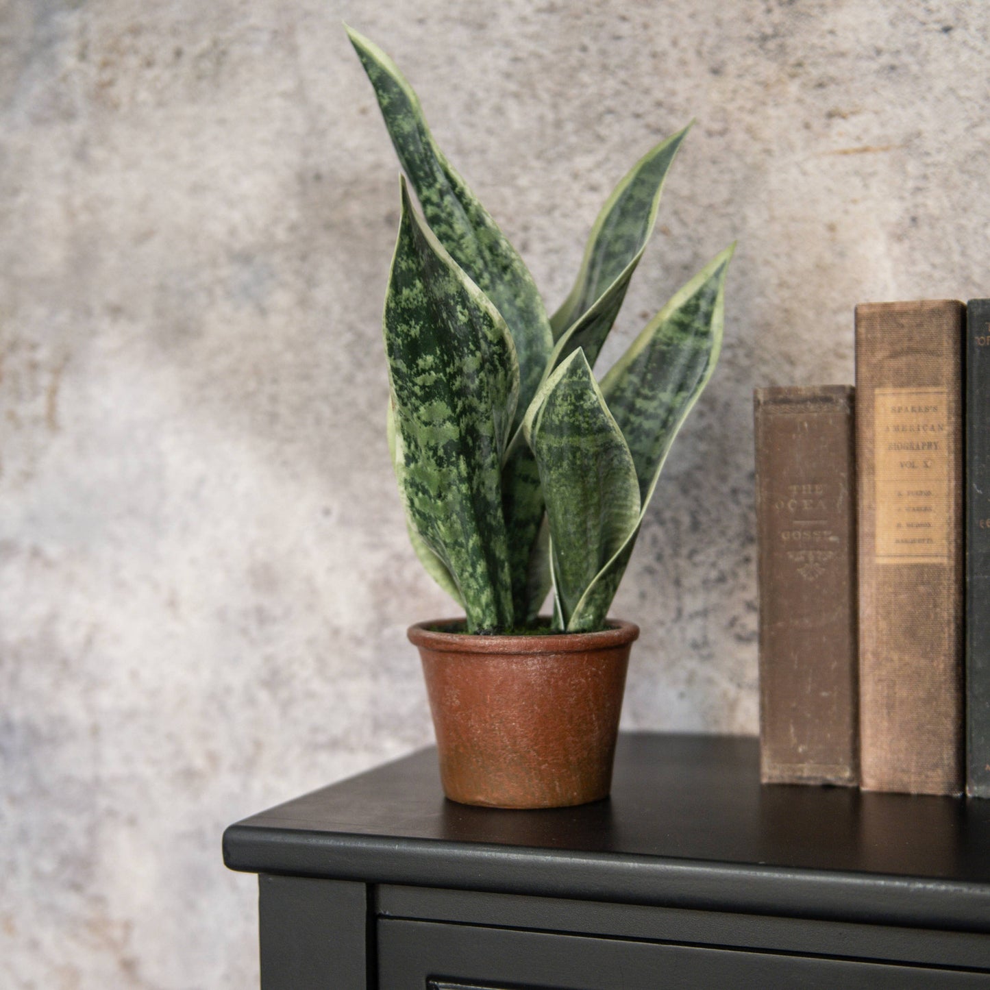 14" Potted Snake Plant