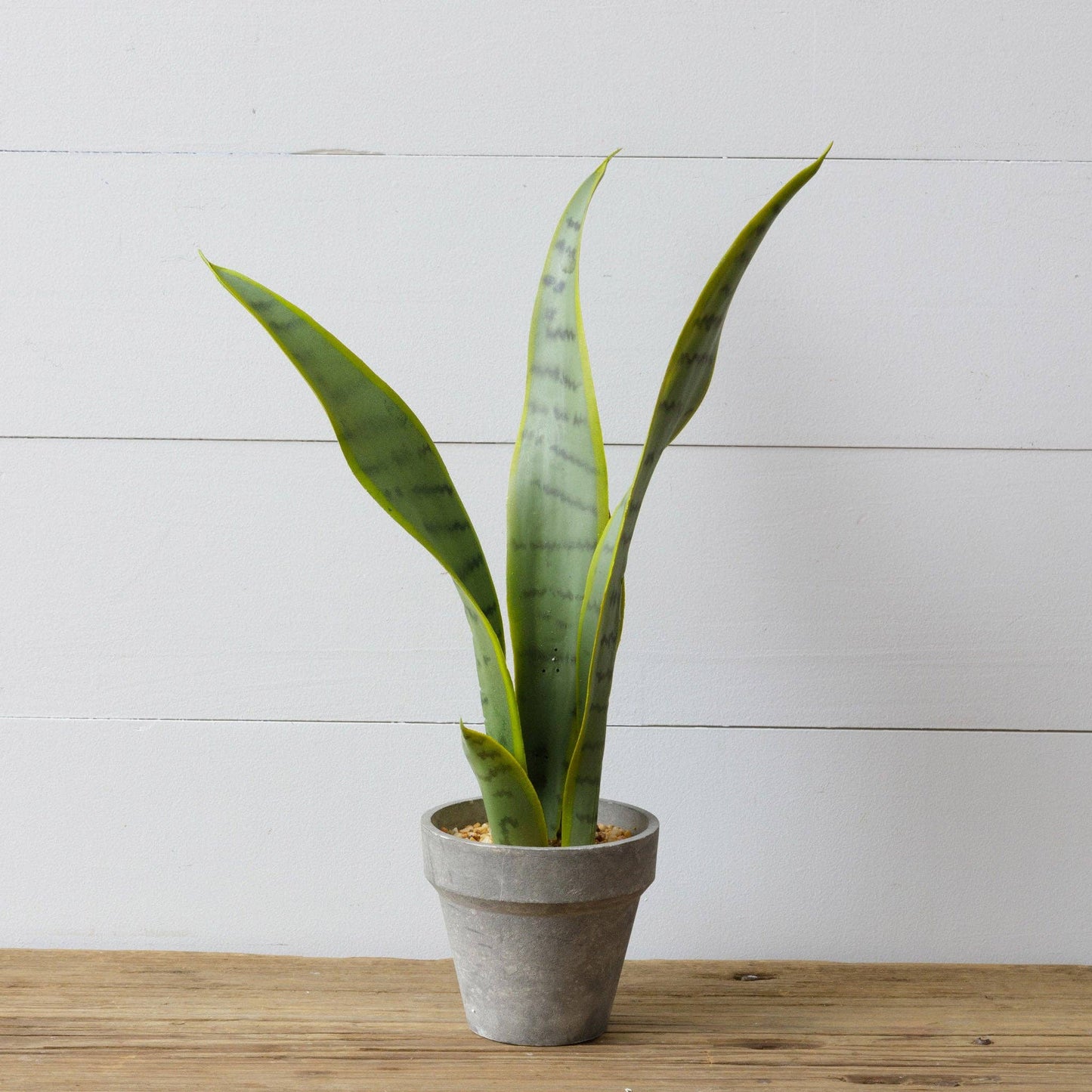 Potted Sansevieria (PC)