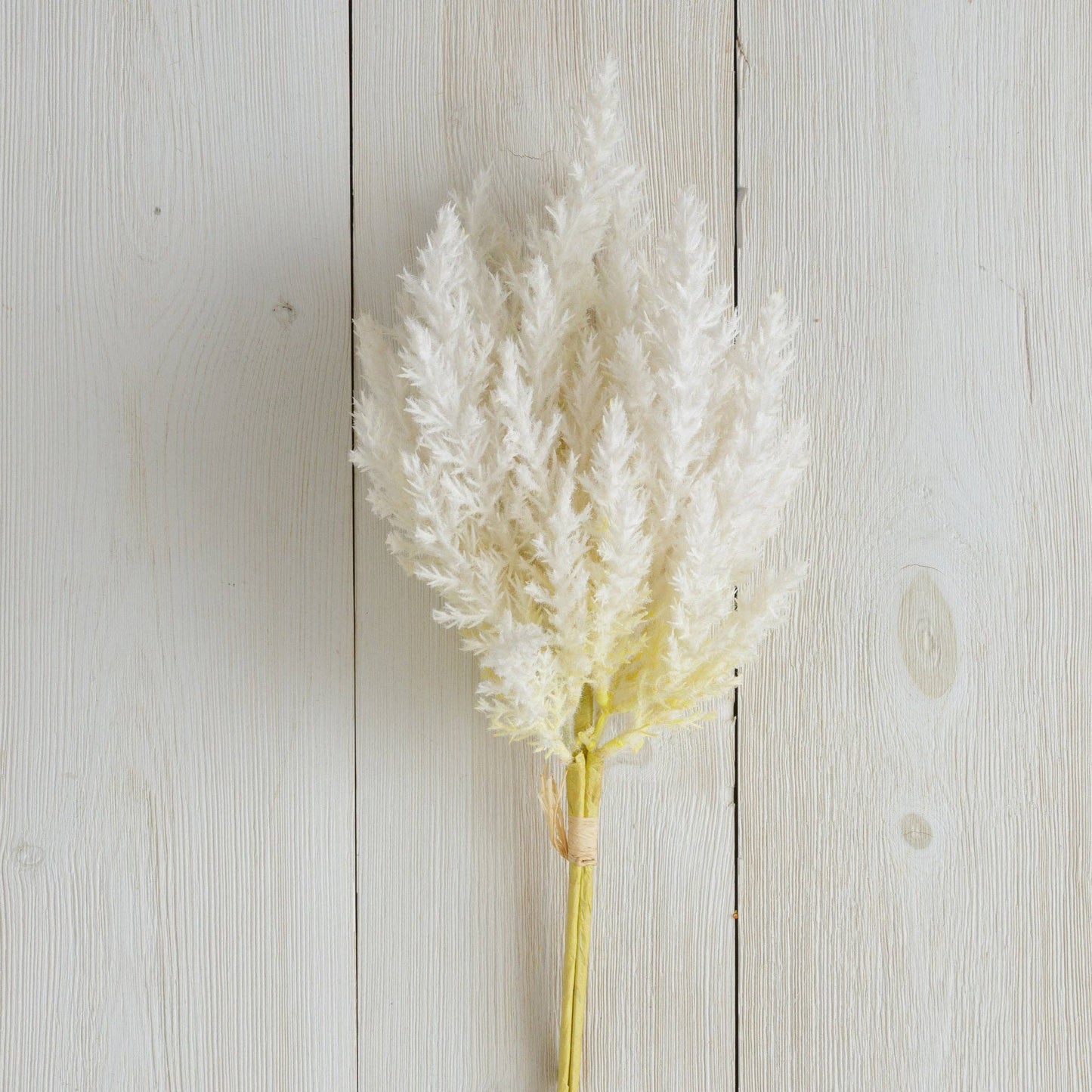 Branch - Pampas Plumes, Natural