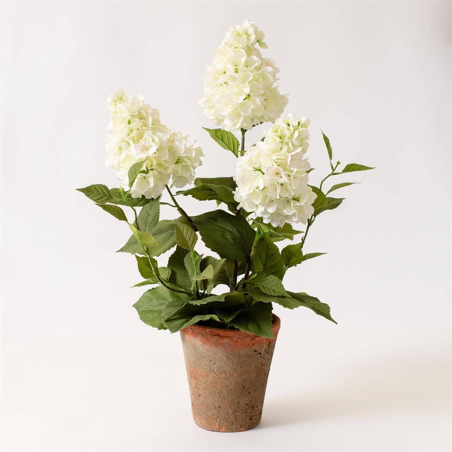 Potted - White Hydrangea