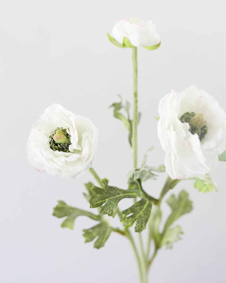 White Ranunculus 18.5"