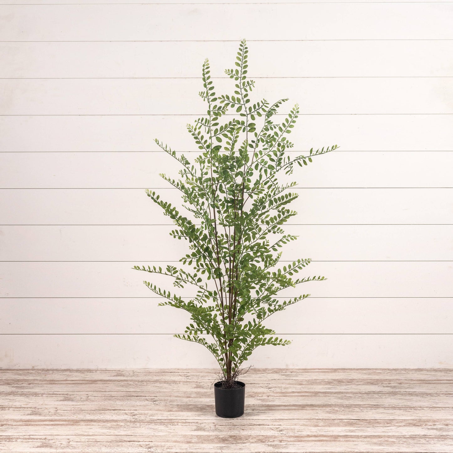35" Fern Tree in Black Pot