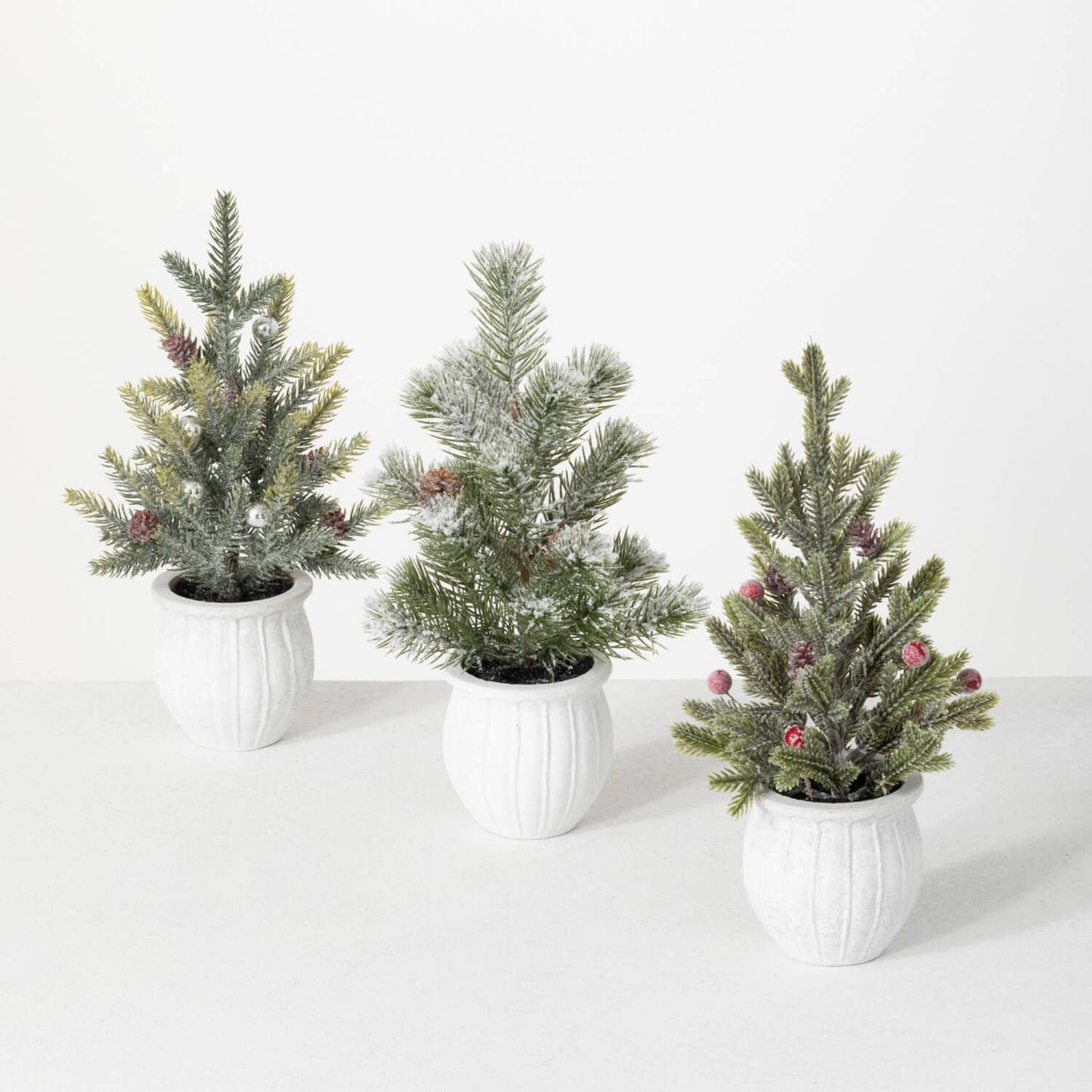 POTTED PINE TREE