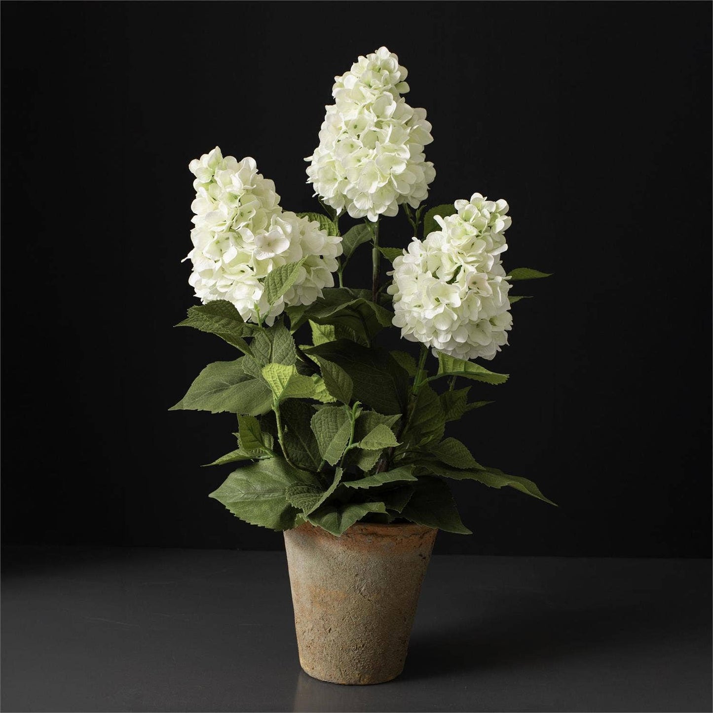 Potted - White Hydrangea