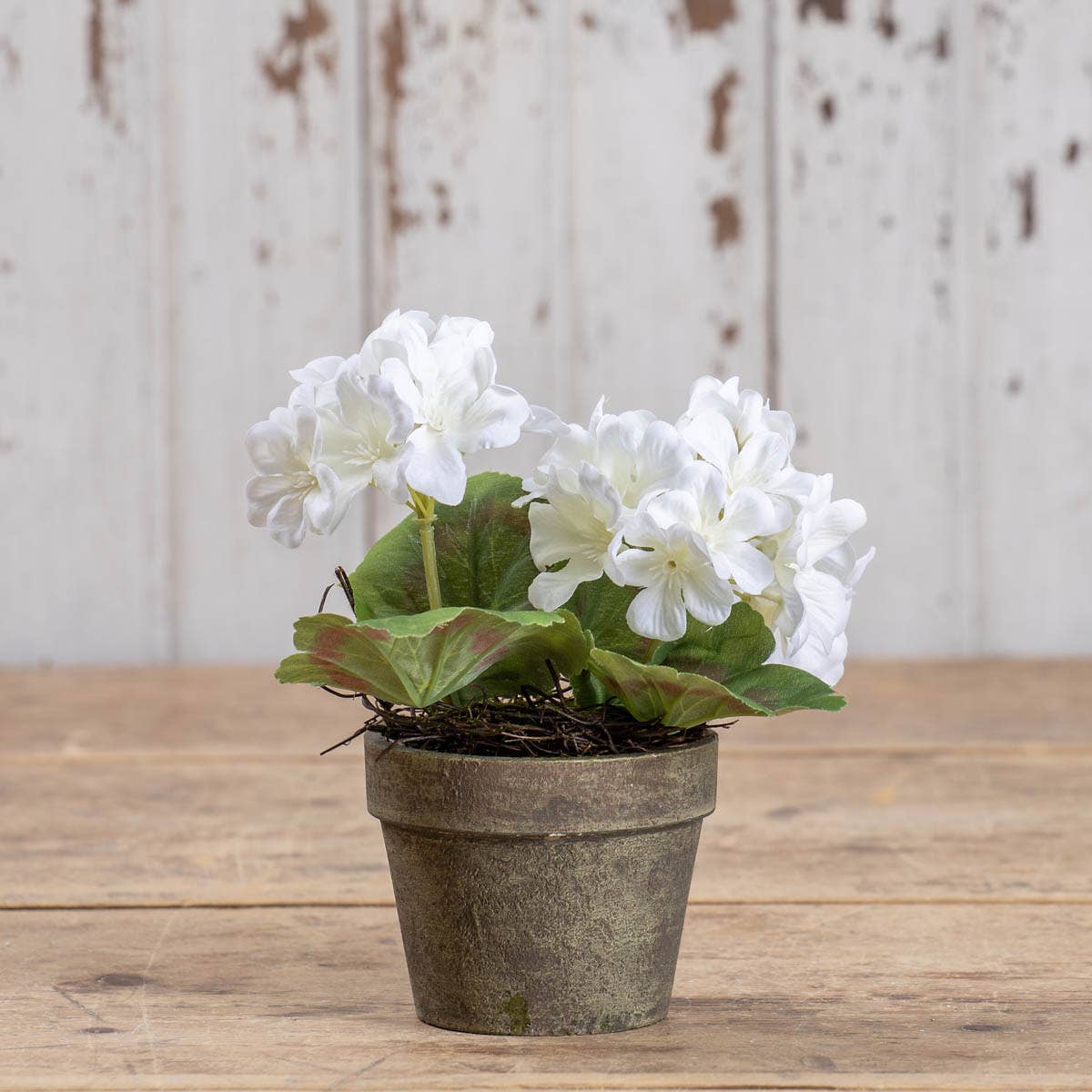 7" WHITE POTTED GERANIUM