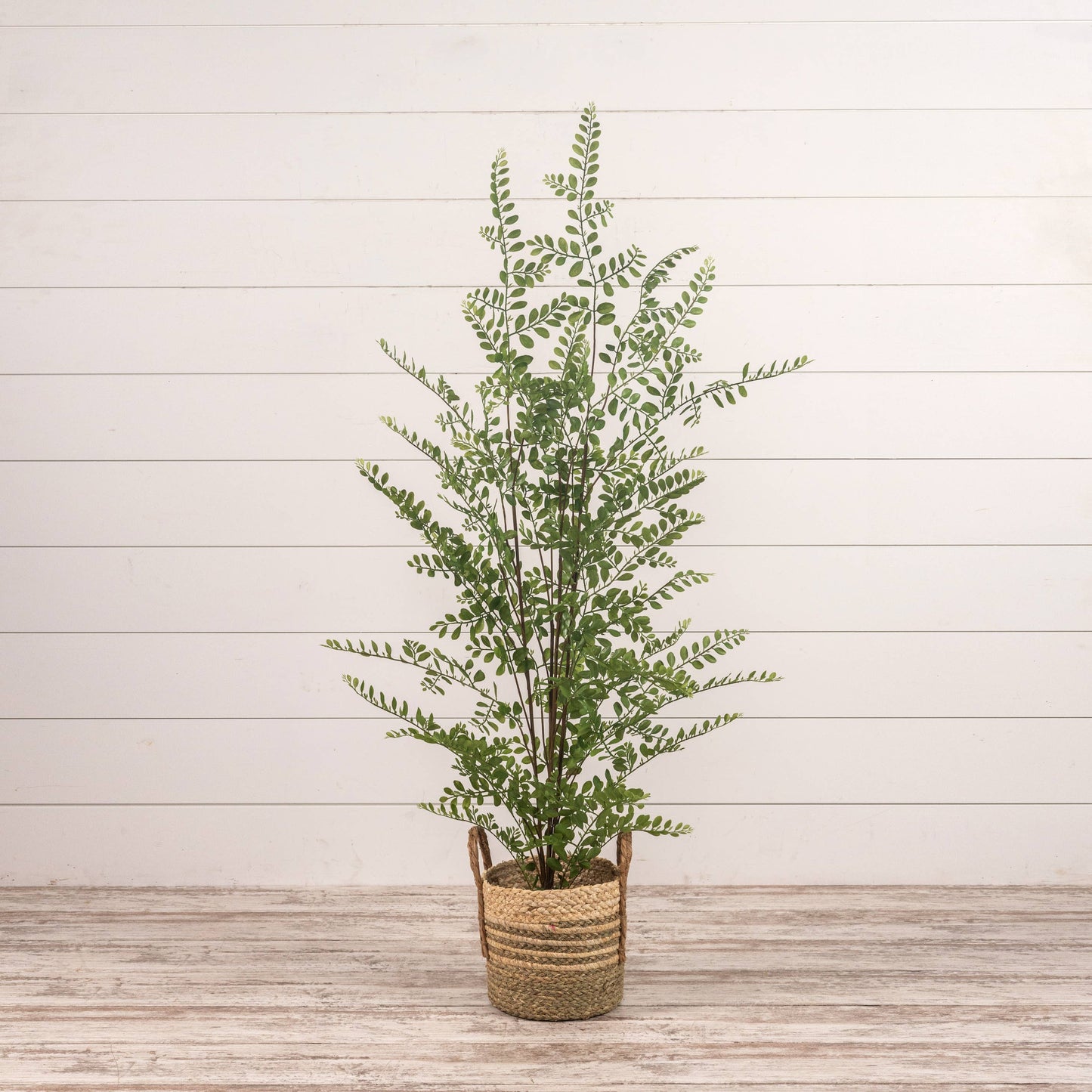 35" Fern Tree in Black Pot