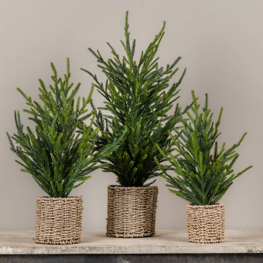 15"Austrian Pine Tree in Basket