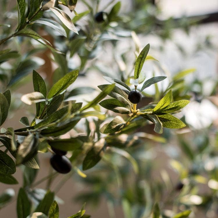Artificial Olive Tree: X Large