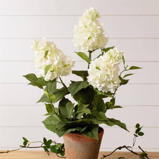 Potted - White Hydrangea