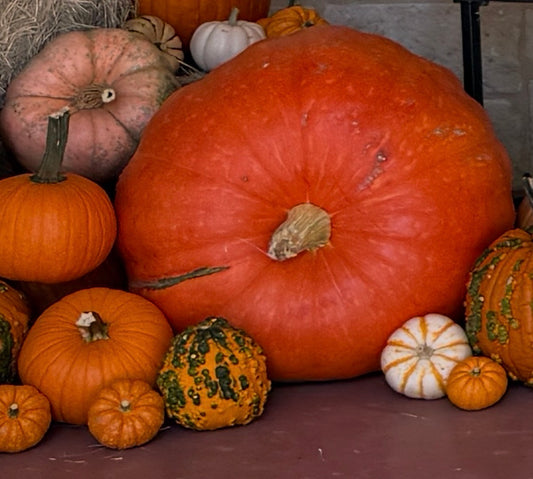 Jumbo Pumpkin