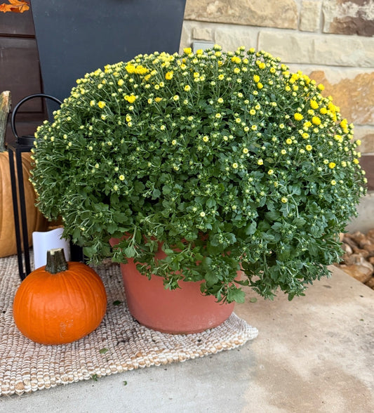 Potted Fall Mum