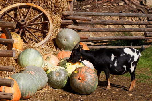 Pumpkin Removal Week of December 2nd