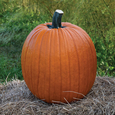 Jack O’ Lantern Pumpkin