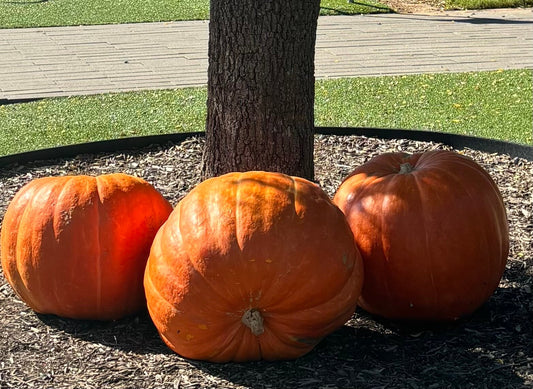 Jumbo Pumpkin