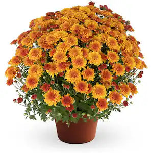 Chrysanthemums