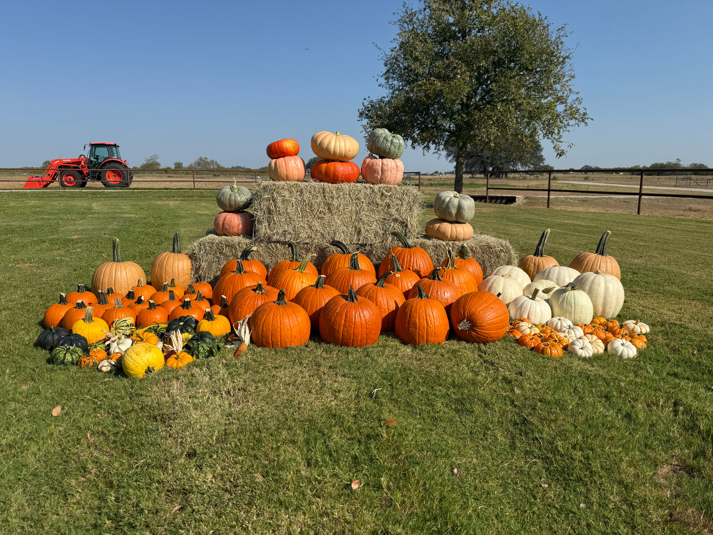 The Pumpkin Patch Deluxe