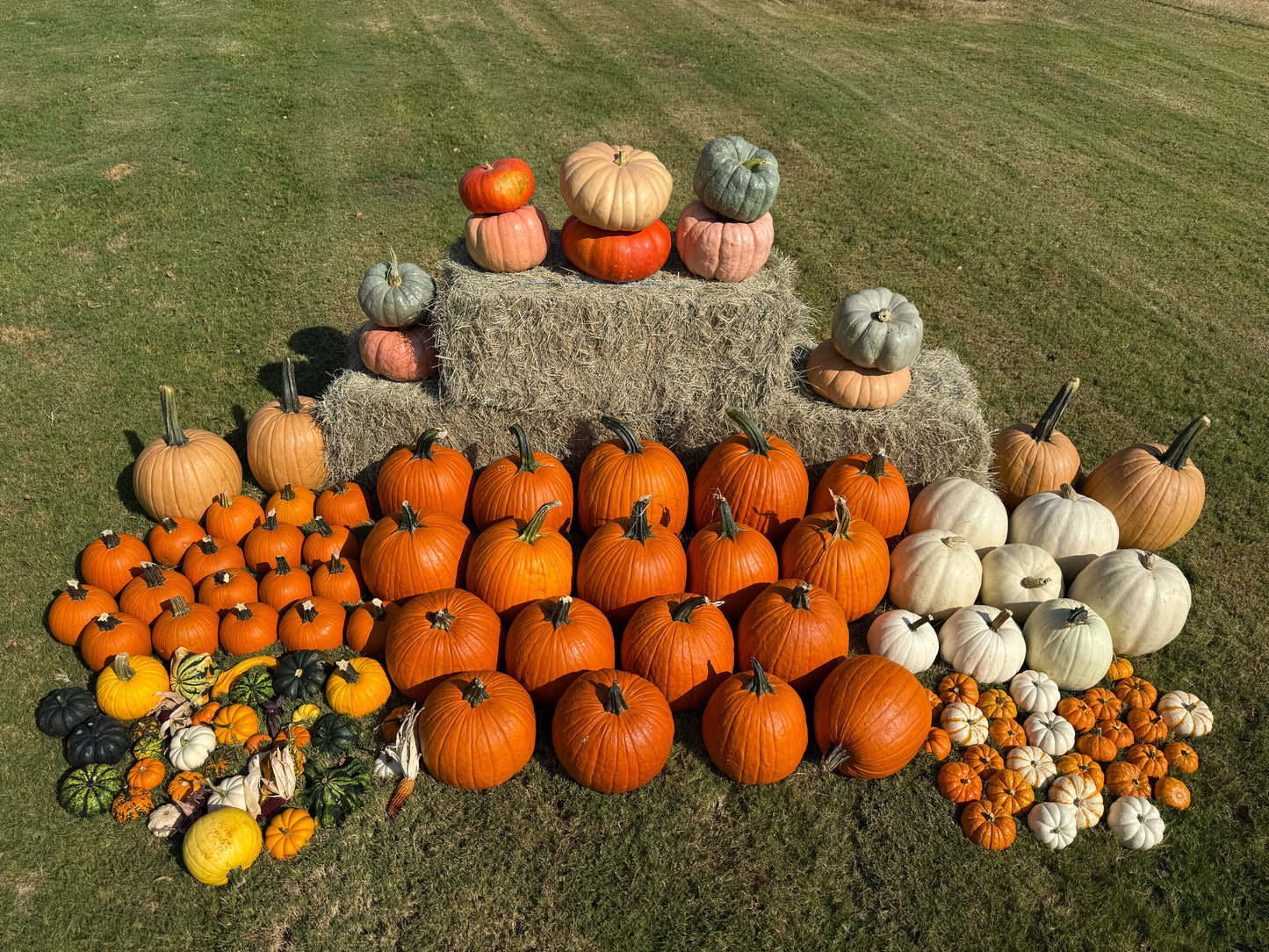 The Pumpkin Patch Deluxe