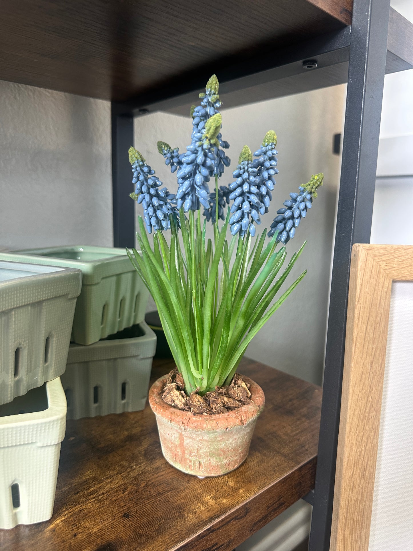 Grape Hyacinth Floral Arrangement in Pot - Blue