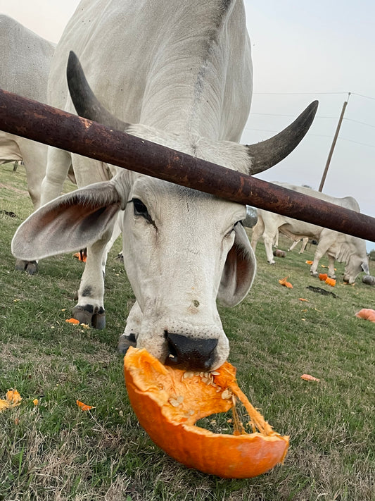 After Halloween Pumpkin Removal | Week of November 2