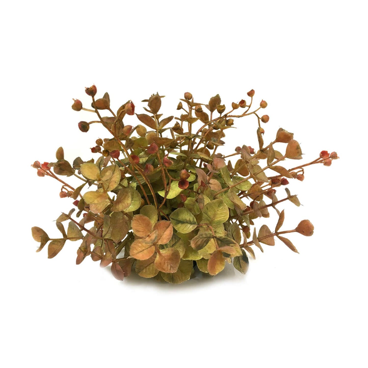 Eucalyptus Half Orb