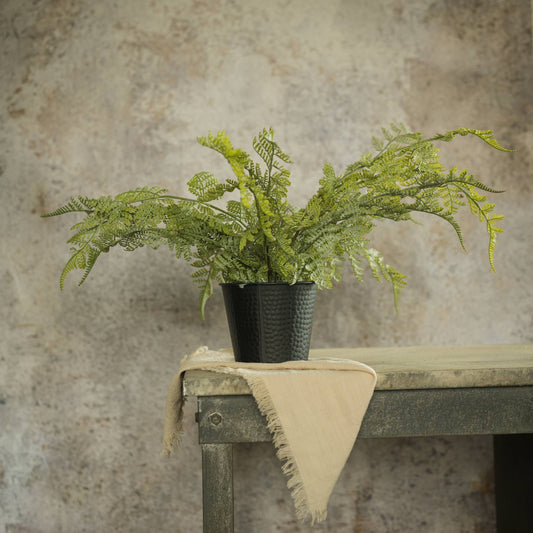 19" Potted Lace Fern