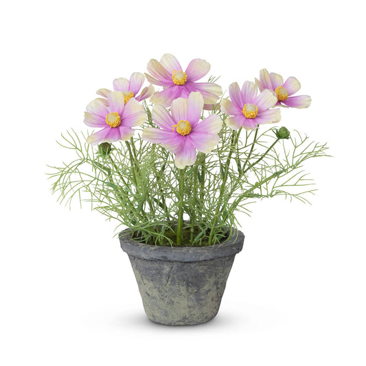 Cosmos Plant in Terra Cotta Pot, Light Mauve