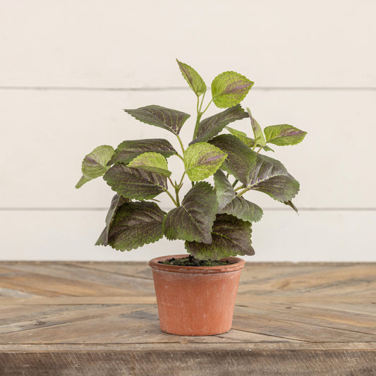 9" Potted Perilla