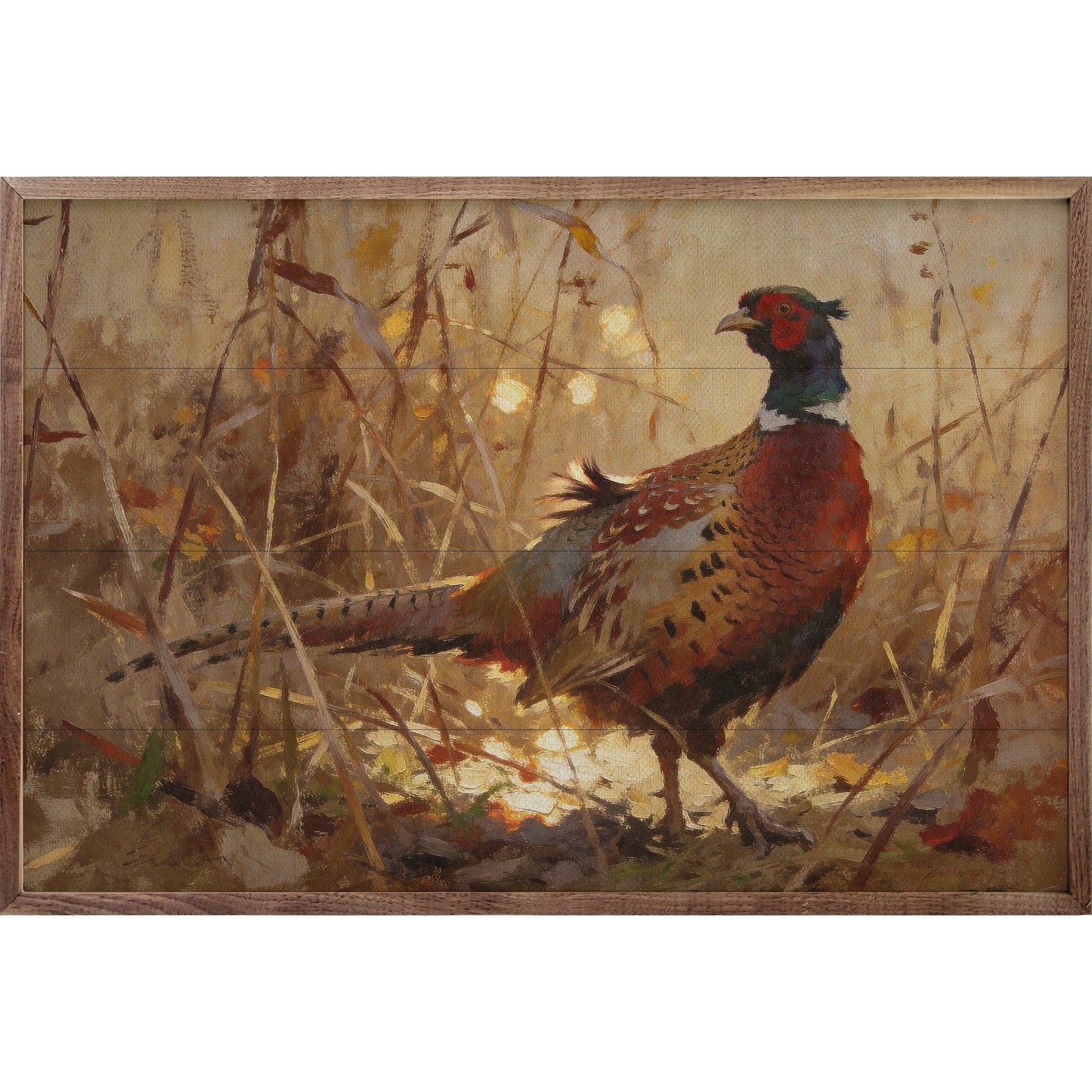 Ring-necked Pheasant In Autumn Grass: 8x5