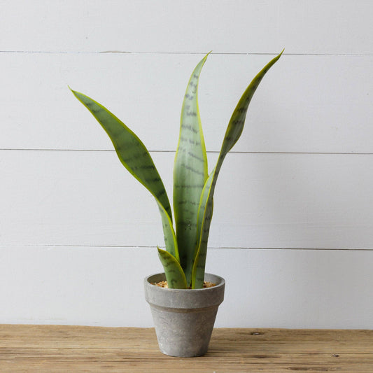 Potted Sansevieria (PC)
